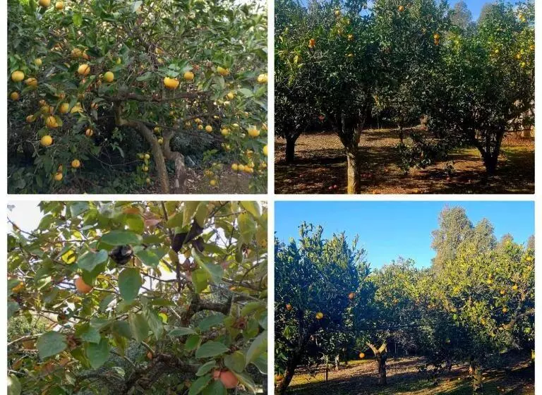 پانسیون La Pineta