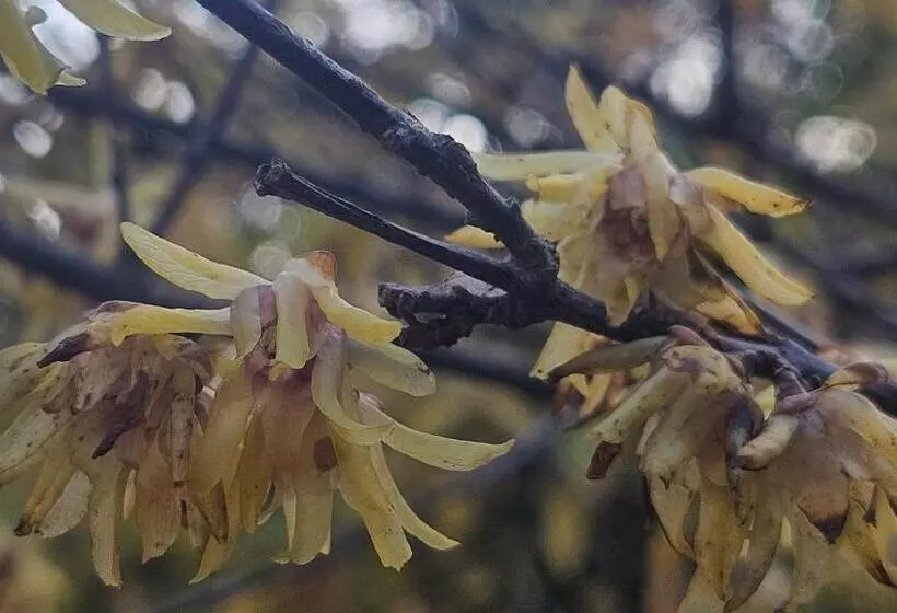 پانسیون La Pineta