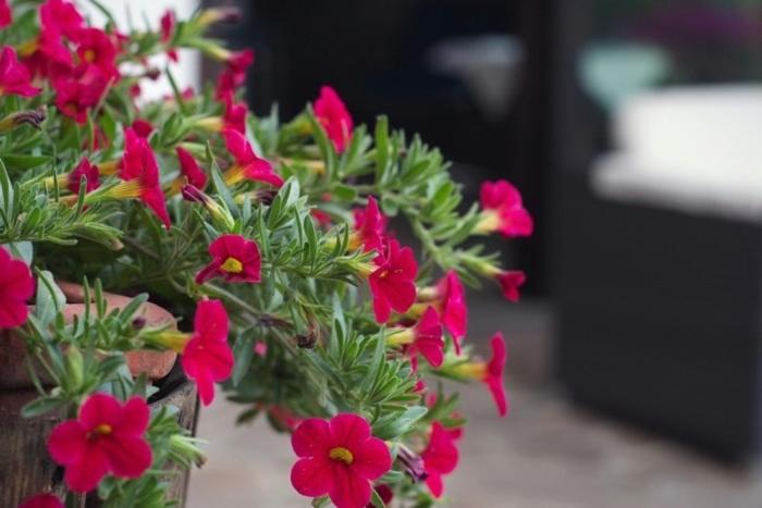 צימר Il Forno Dal 1922