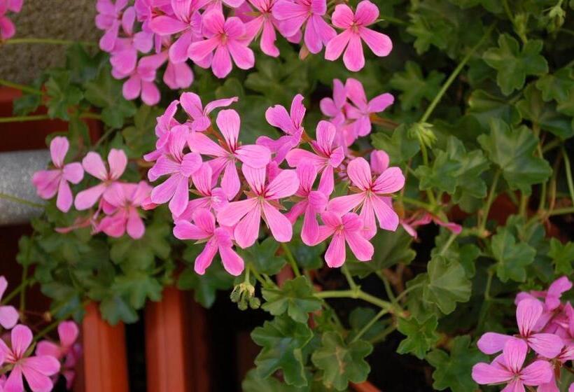 فندق Ristorante La Terrazza