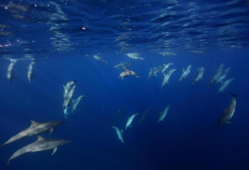 Kokopo Beach Bungalow Resort