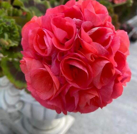 Hotel Pensiunea Mara