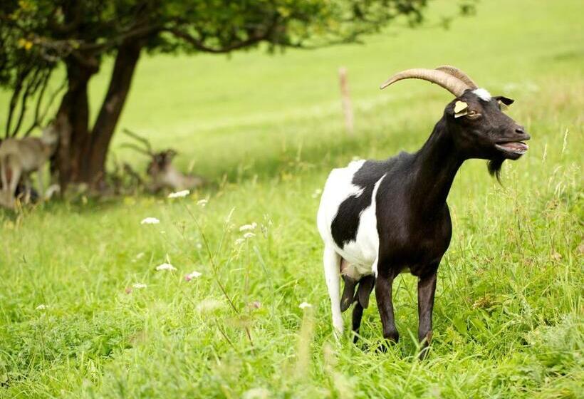 בית מלון כפרי Polianka