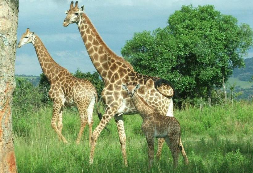 مبيت وإفطار Ambience Inn