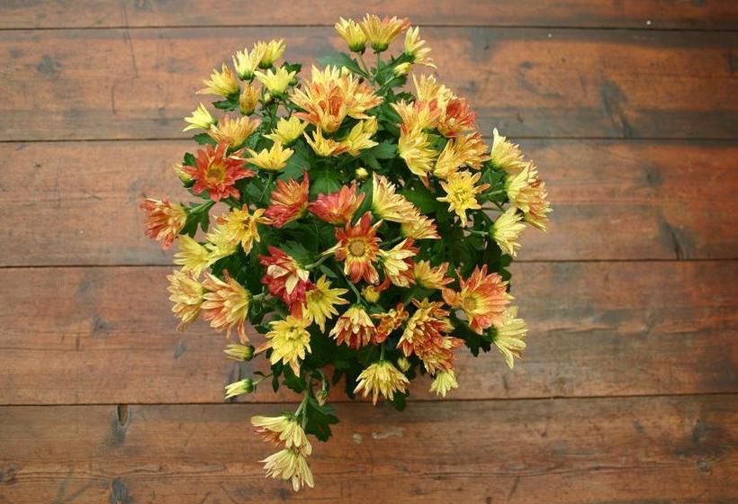 مبيت وإفطار Ambience Inn