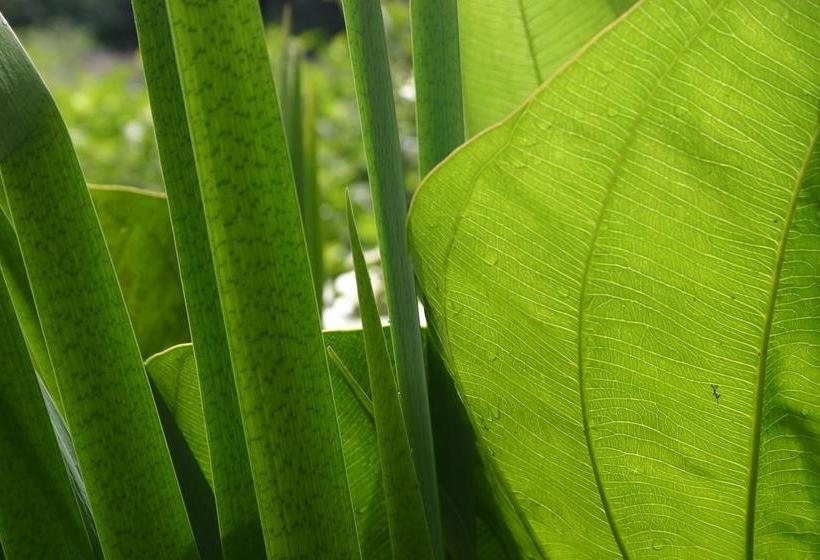 مبيت وإفطار Ambience Inn