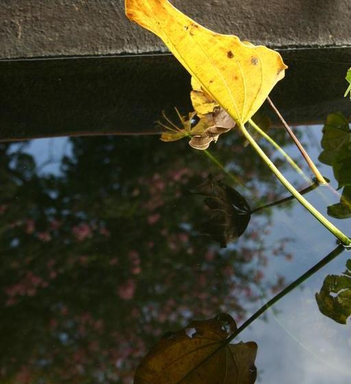 مبيت وإفطار Ambience Inn