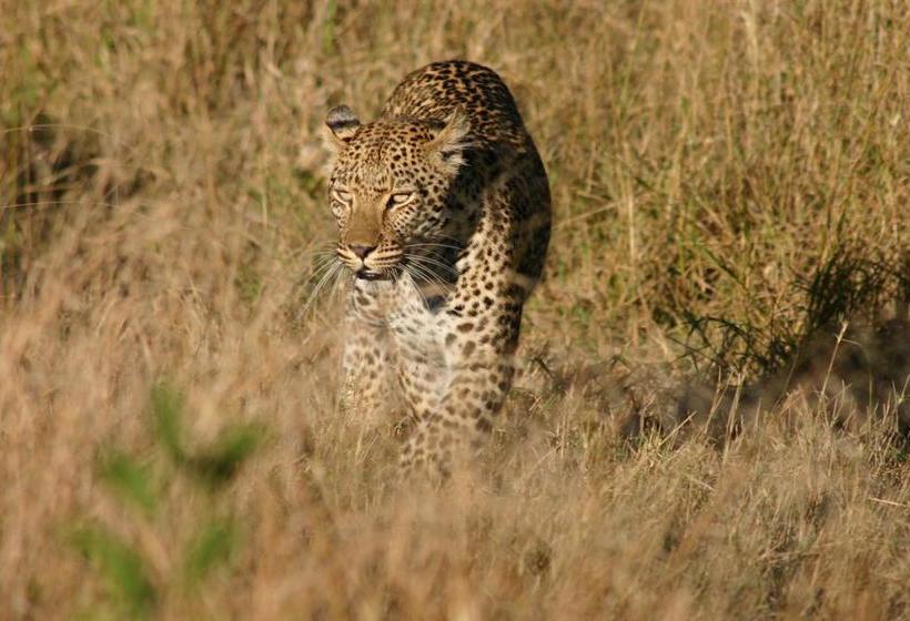 مبيت وإفطار Ambience Inn