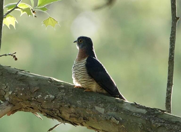 Bed and Breakfast Waterford Manor