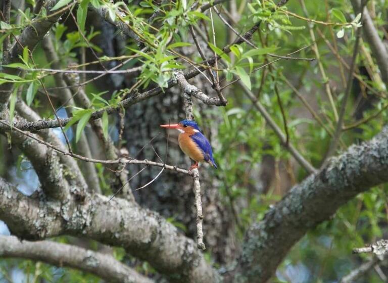 Bed and Breakfast Waterford Manor