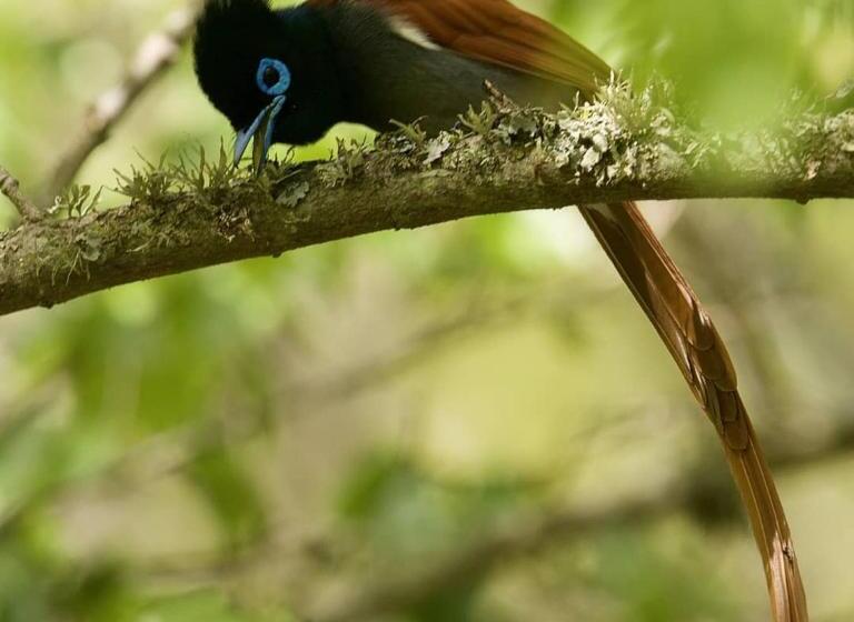 Bed and Breakfast Waterford Manor