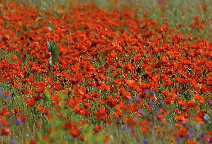 Casa Rural El Olivar B&b