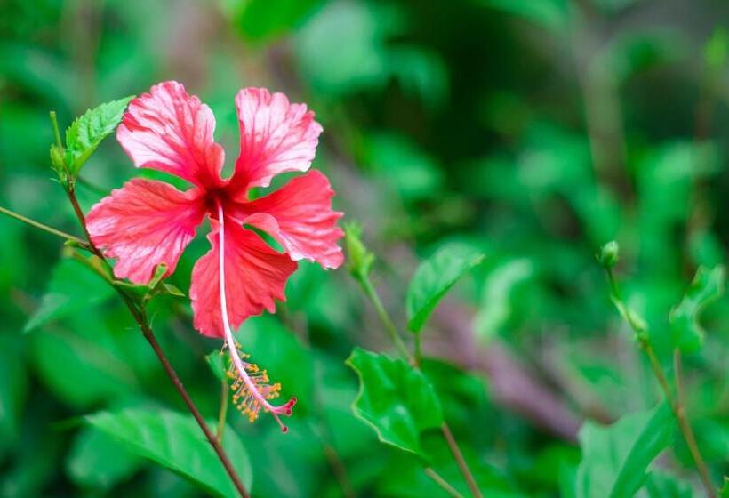 צימר Seagull Cove Resort