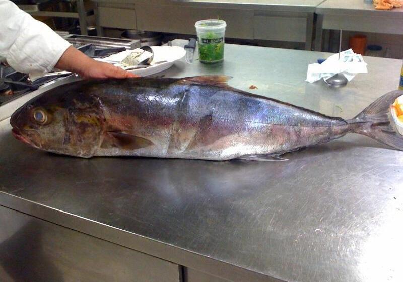 בית מלון כפרי Touring