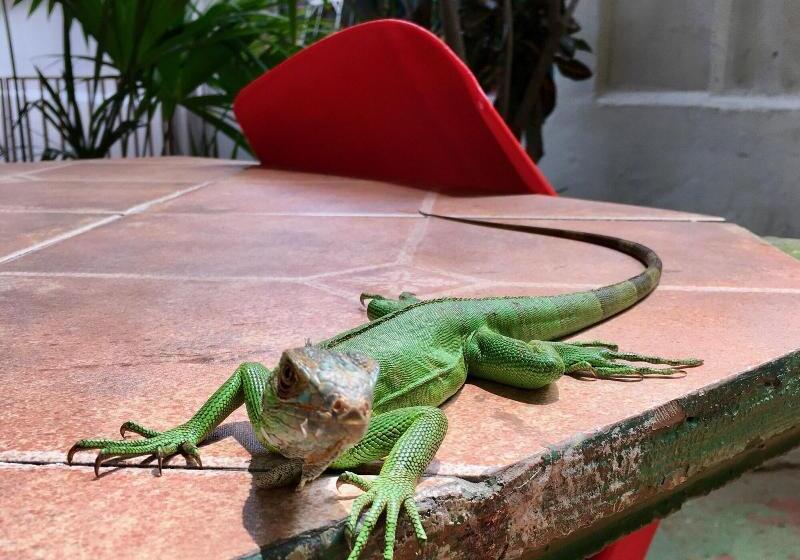 Panama House Bed & Breakfast