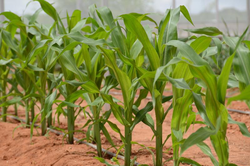 فندق Kalahari Farmhouse, Namibia