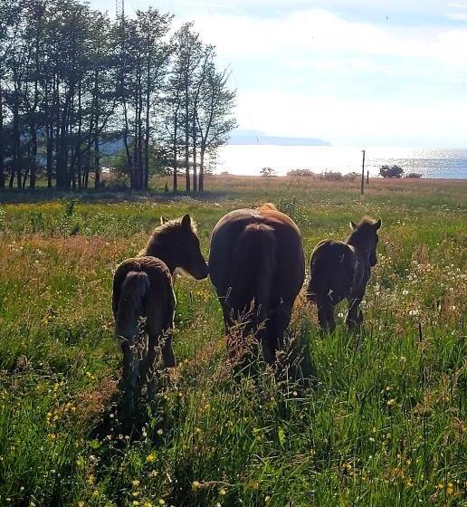 فندق L Jeløy Radio