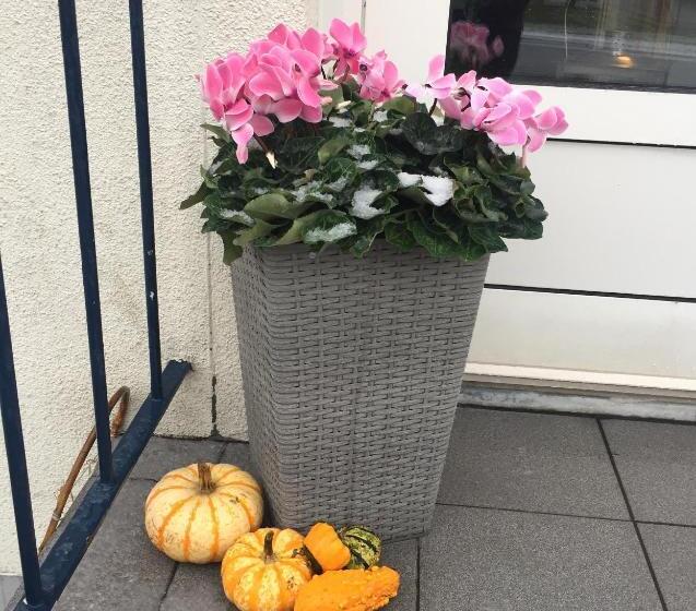 Aurora Bed & Breakfast