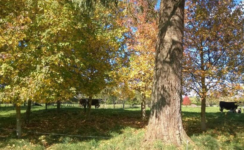 צימר Korbaylen Estate