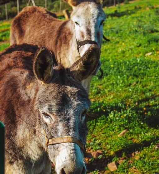 فندق Monte Do Malhao   Art, Eco & Spa