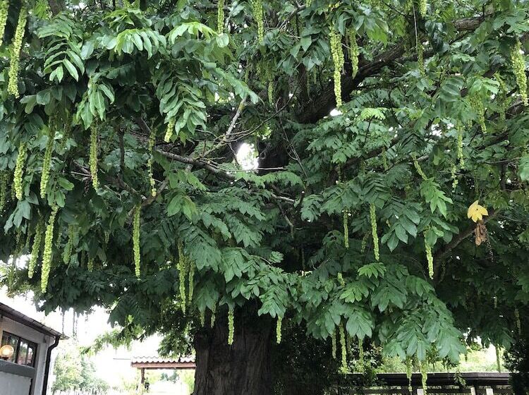 בית מלון כפרי Skivarps Gästgivaregård