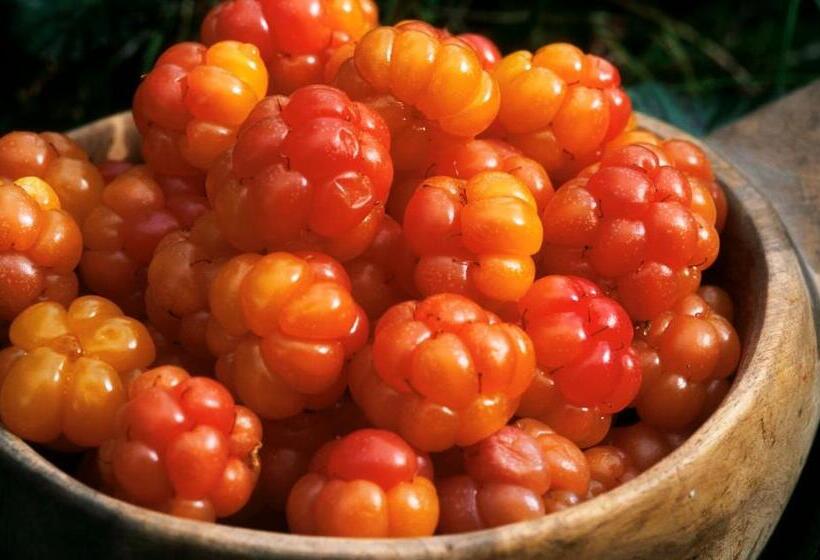 Otel Vålådalens Fjällstation