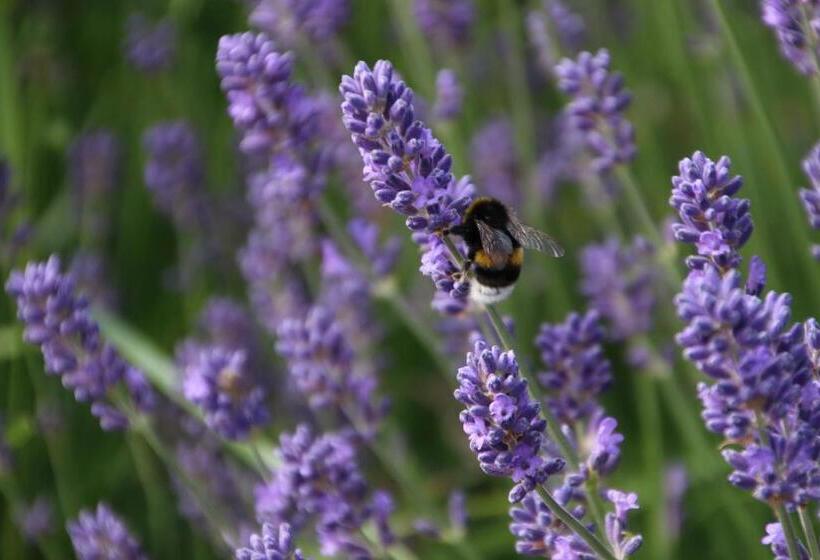 örums Nygård Gårdshotell