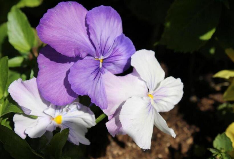 ホテル Glärnisch Hof