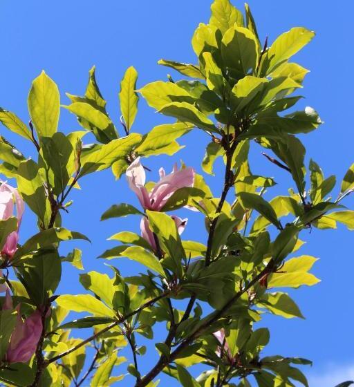 ホテル Glärnisch Hof