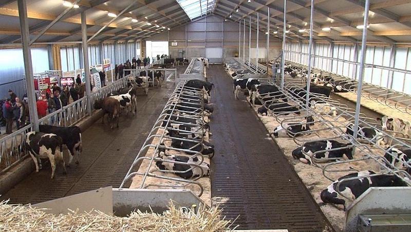 Bed And Breakfast De Zwanebloem