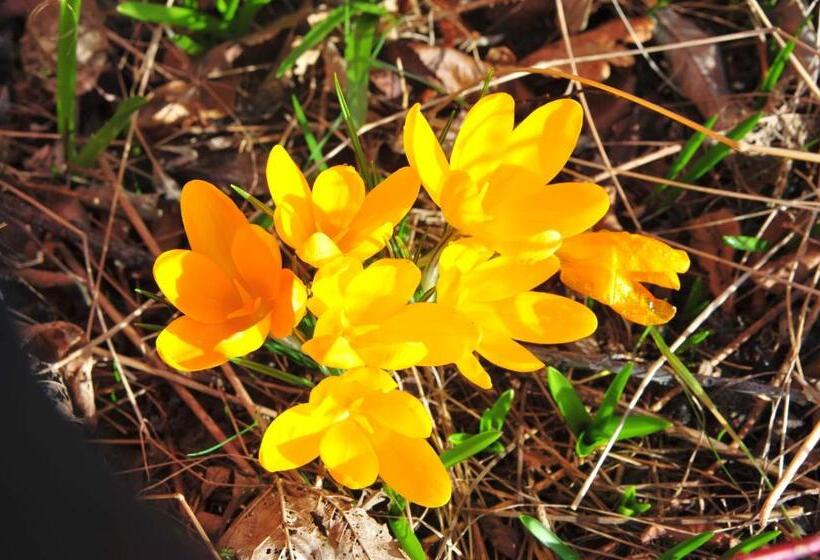 Aamiaismajoitus (B&B) Witte Weelde Texel