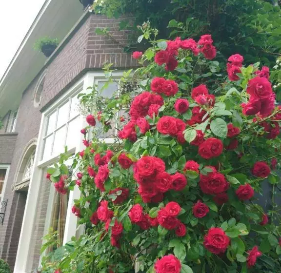 Deventer Heritage En Boutique B&b Museumhuis Huize De Worp