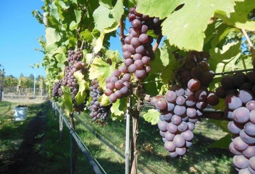 צימר Casa Loma Bnb