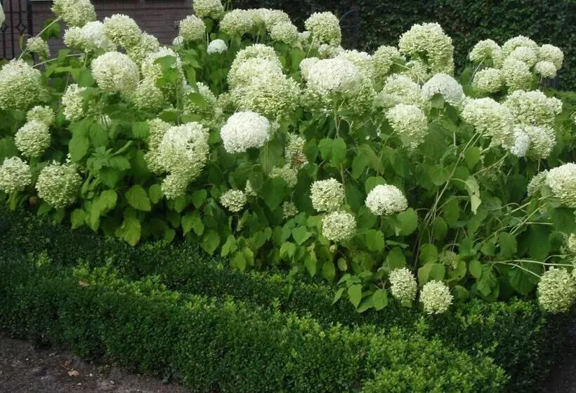 Hotelli Buxus