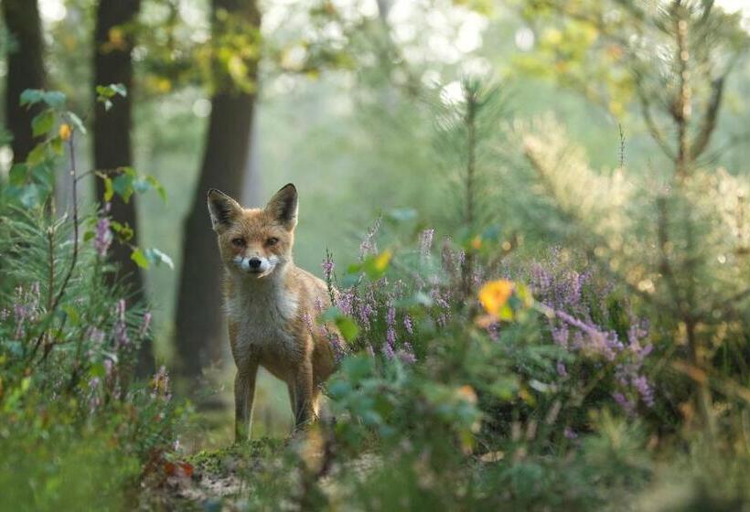 בית מלון כפרי Witte Berken Natuur