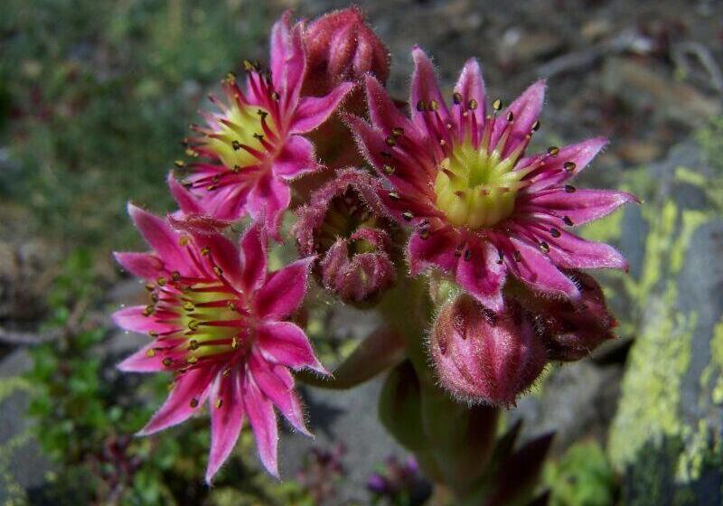 Albergue Turístico Briz