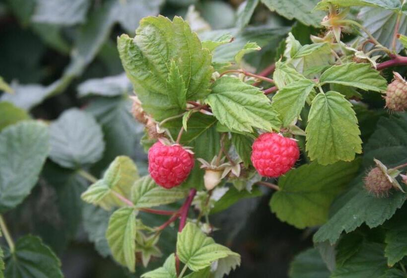 Hostel El Lago, Caceres