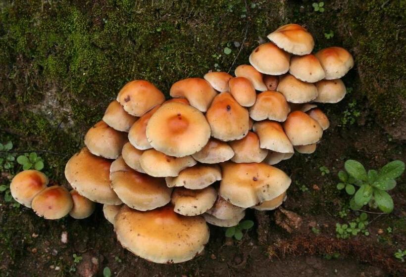 Hostel El Lago, Caceres