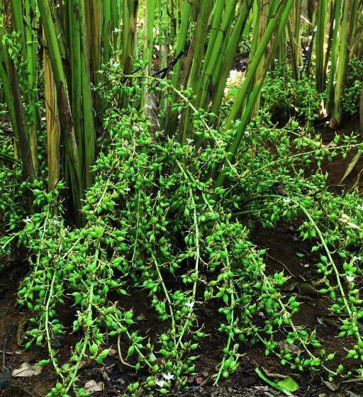 ベッドアンドブレックファースト Thekkady Kalarickal Heritage Bungalow