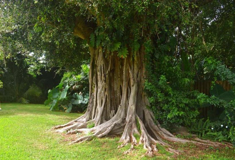 Banyan Tree B&b Retreat