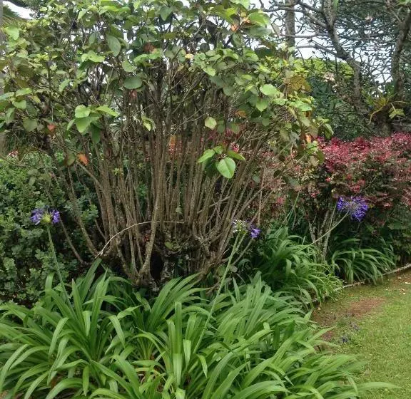 Banyan Tree B&b Retreat