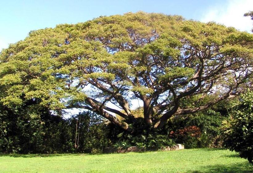 Banyan Tree B&b Retreat