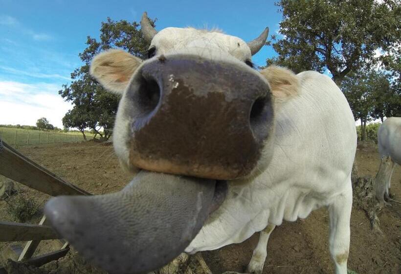 Отель Agriturismo Poggio Della Capanna