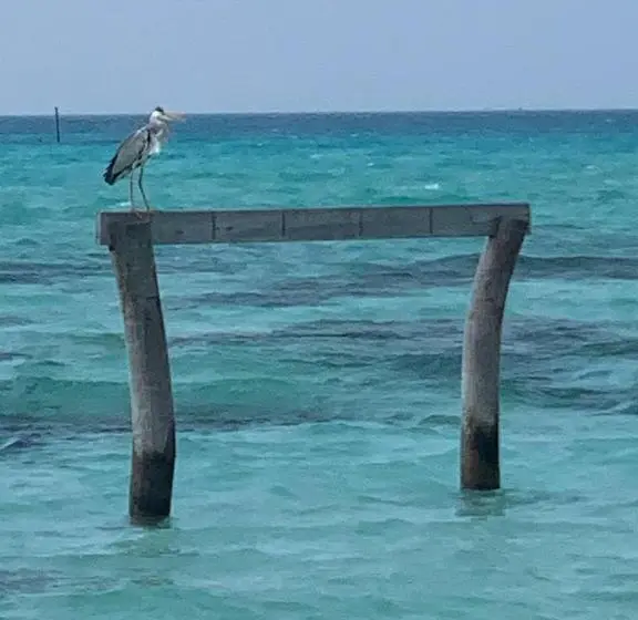 پانسیون Seabreeze View   Huraa Island