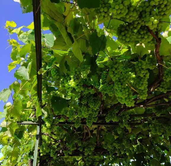 هتل Quinta São Gonçalo