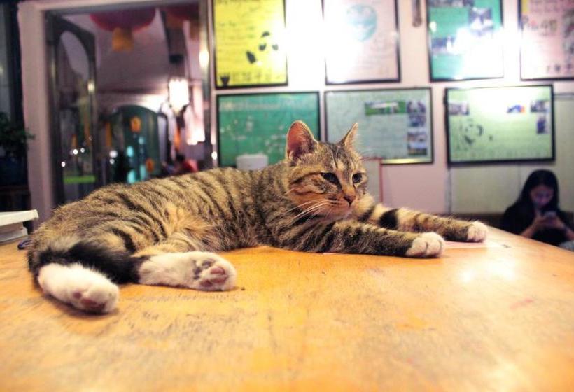 Отель Chengdu Mrs Panda Hostel