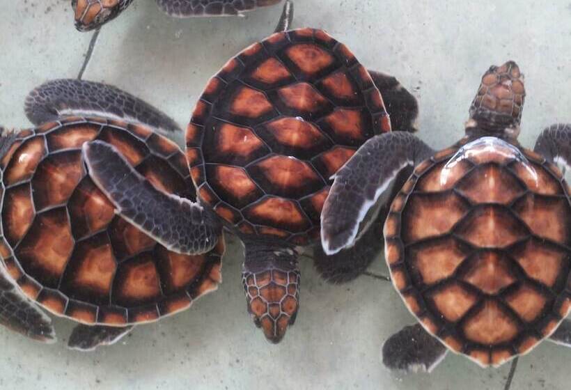 Gili Sands Hotel & Bar