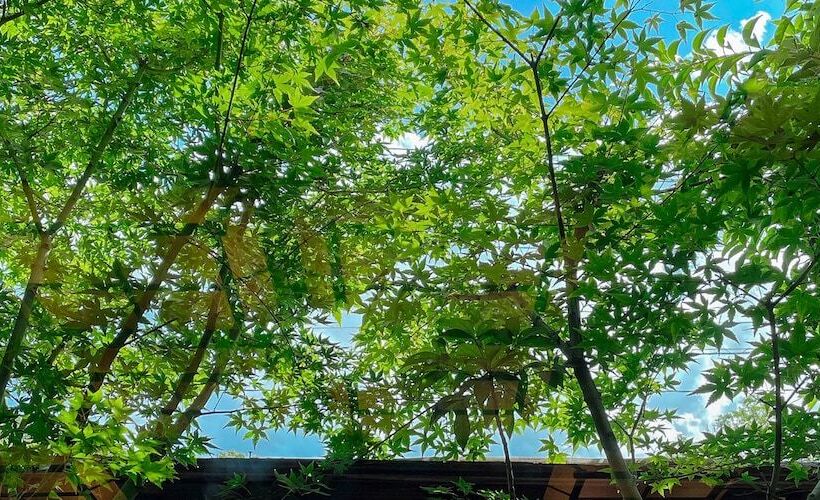 Kappo Ryokan Yumesaki