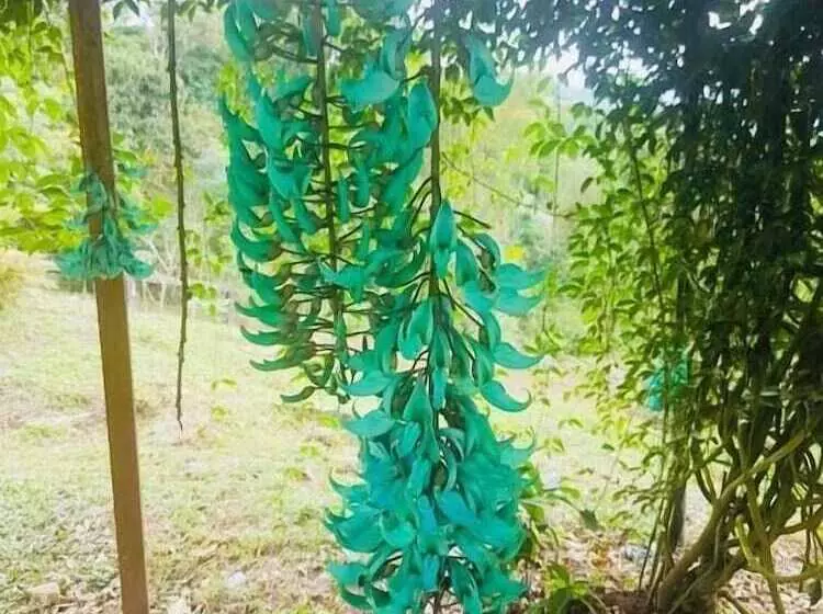 ホテル Finca Jardín Del Agua