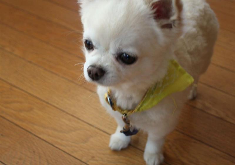 פנסיון Minshuku Cress